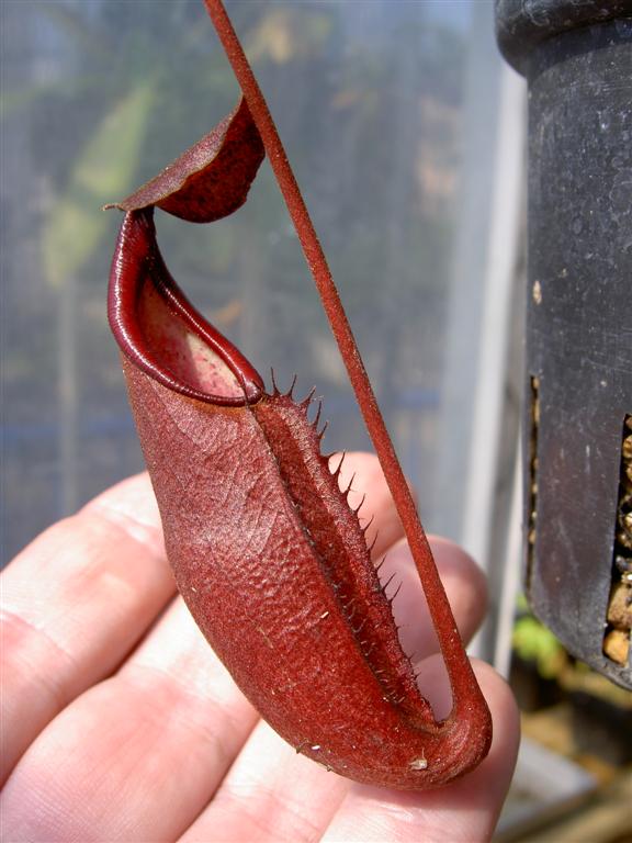 Nepenthes thorelii x densiflora 4